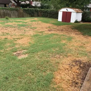 The lawn a month after their services