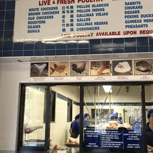 All the pictured animals are avail live...if in stock.