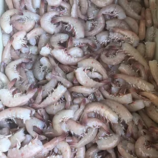 Key West Pinks are in!!! Come and get some!!!