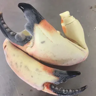 Stone crabs are in.. Come get some!!!