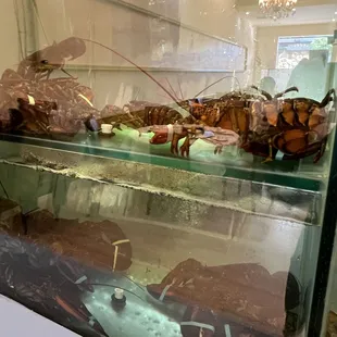 sushi and sashimi, interior