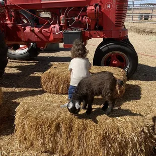 a toddler playing with a sheep