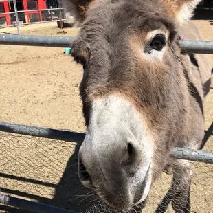 a donkey looking through a fence