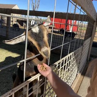 Feeding a baby goat