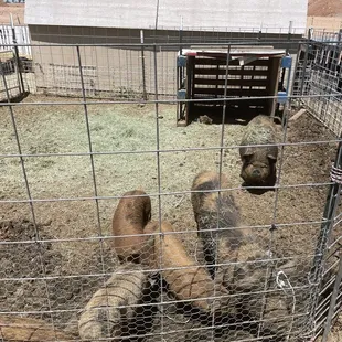 Muddy pigs!