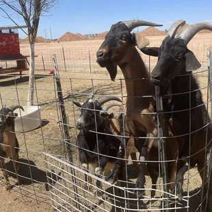 Hungry goats!