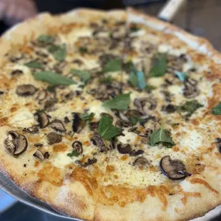 Fungi pizza
