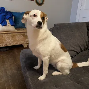 a dog sitting on a couch
