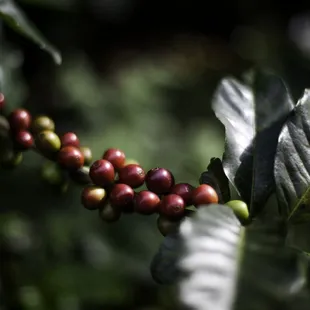 Coffee cherries ripening.