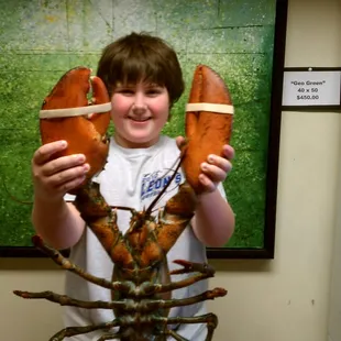 8.5 lb live lobster