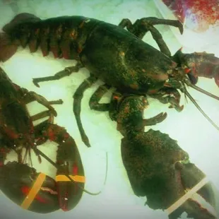 8lb lobster!