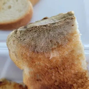 Moldy bread
