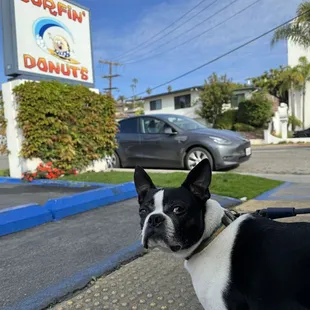 Dutch approved! He cleaned up the kid crumbs off the sidewalk.