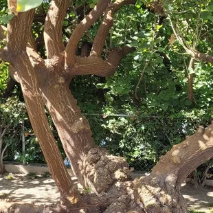Cool tree next to the patio seating