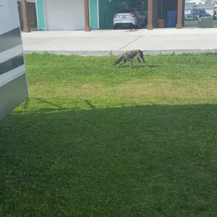 Dogs are allowed to run loose, into other campsites, leave their droppings.