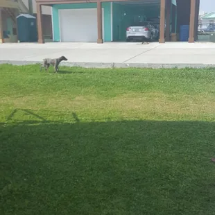 Loose dog