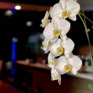 Saratoga Ave, San Jose, California, USA  #SuroSushiBar #SushiBayArea