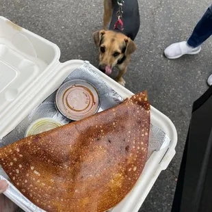 Masala dosa - the pup thought it smelled amazing too!