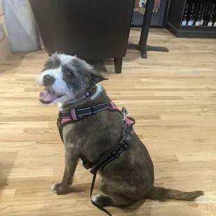 a dog wearing a harness