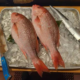 Real  red snappers
