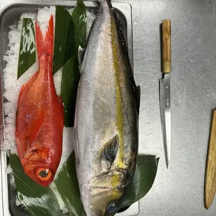 Kanpachi &amp; Kinmedai