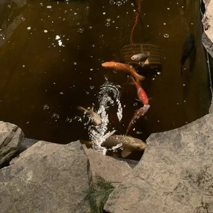 Koi Pond