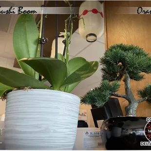 Overall restaurant rating: 3 Stars (For the $$, not the best value. Orders were hit &amp; miss.)