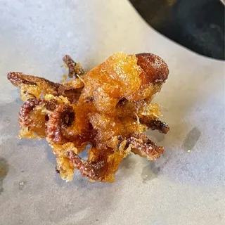 Baby Octopus