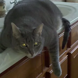 Vlad T.