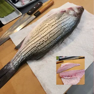 Newly Arrived Fish!!
#STRIPED BASS