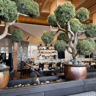 Roku's finest mastering delicious fish delights.