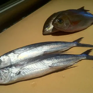 Stripe Bass (Izaki)
