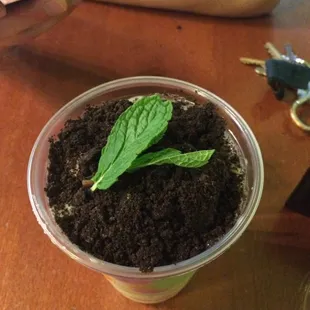 Potted Plant