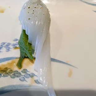 Squid