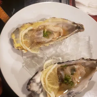 Fresh Oysters