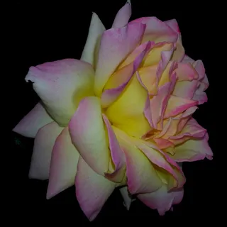 Lisa C.