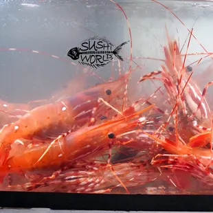 Live Sweet Shrimp - Amaebi