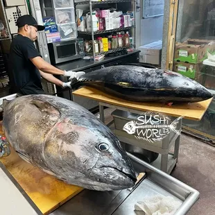2 Bluefin Tunas