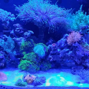 This photo doesn't do this aquarium justice.