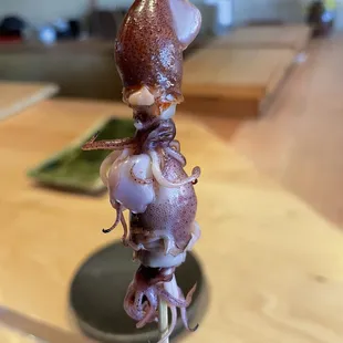 Firefly Squid