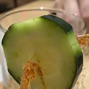 Cucumber gnats
