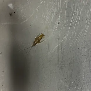 Roach and gnats by the sushi bar....