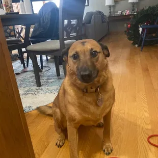 My dog after her de-shedding treatment