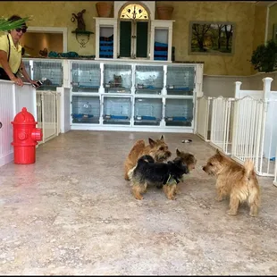 Our day care and waiting area for grooming clients.