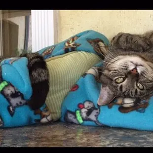 Shelf monitors, shop kitties, Nikki and Jesse