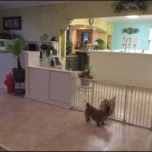 Day care and exercise area looking toward grooming stations