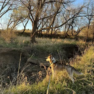 Beautiful park to walk the dog nearby
