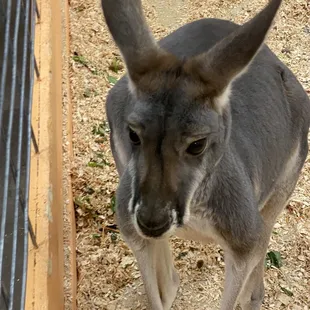 Petting a kangaroo!!