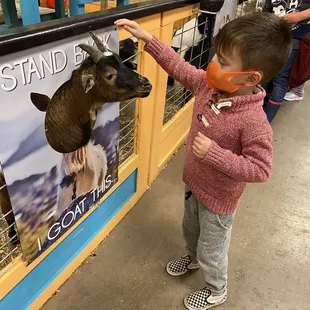 There were lots of cute, sassy, fun goats