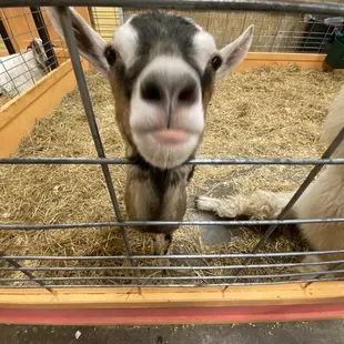 Lots of cute sassy goats!